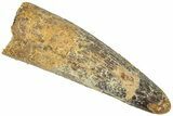 Fossil Spinosaurus Tooth - Real Dinosaur Tooth #311807-1